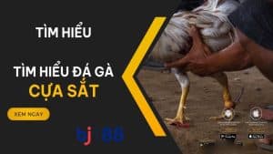 Cập nhật chi tiết về đá gà cựa sắt tại Bj88