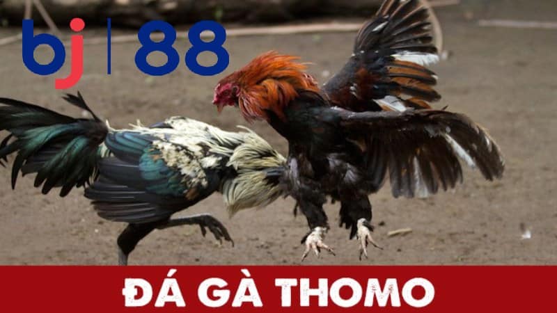 Những ưu điểm nổi bật khi chơi đá gà Thomo tại BJ88